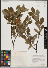 Foto von Salix hastata L.